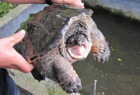 学术阐释:行善积德猜一准确动物
