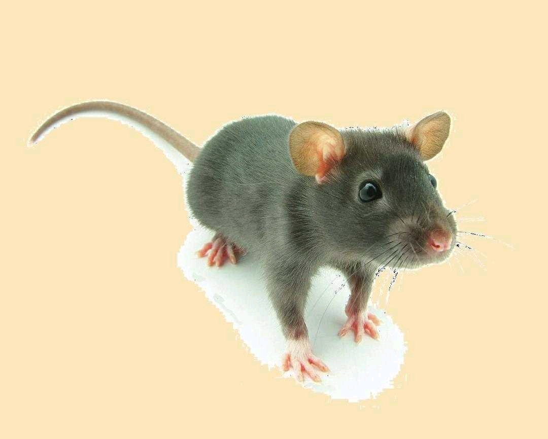 学术阐释:怕吓的生肖指啥动物