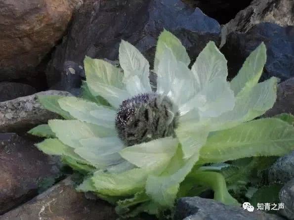 学术阐释:高山上的雪莲-不可多得猜数字