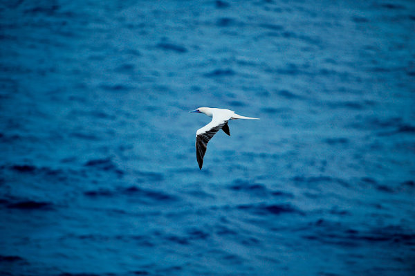 观点输出:买猴输尽光，三两点鸥沙外月。代表什么生肖