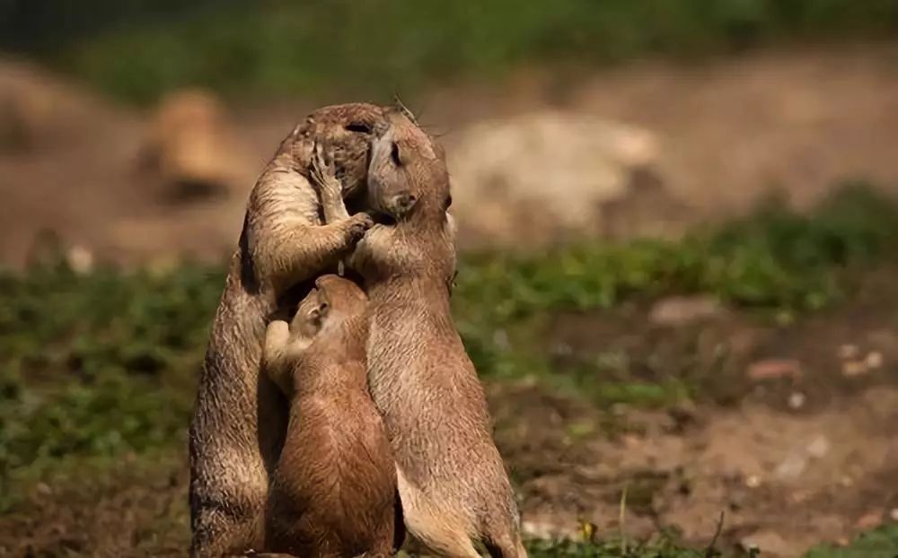 业内点评:高高在上本期动物