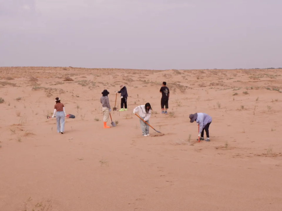 资深分析（寸草不生）猜本期动物