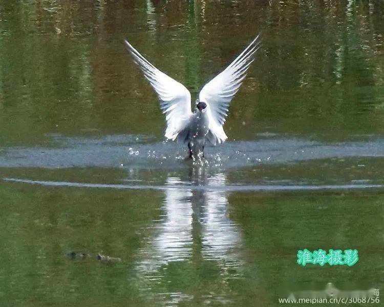 技术阐释:三径清风似水流猜一准确动物
