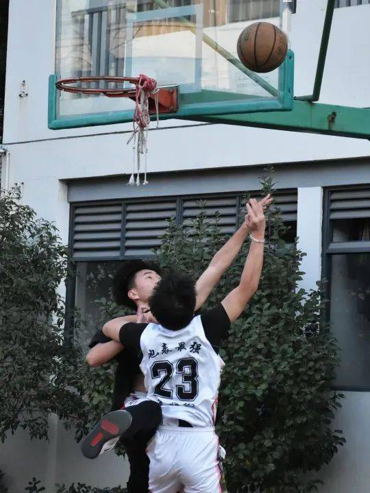 逐项解读（土木之数看好它，斗胜争飞出手高）指打代表一最佳什么生肖