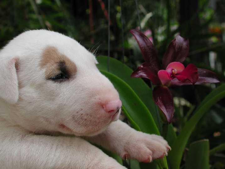 一手资讯（猪狗不如）本期生肖
