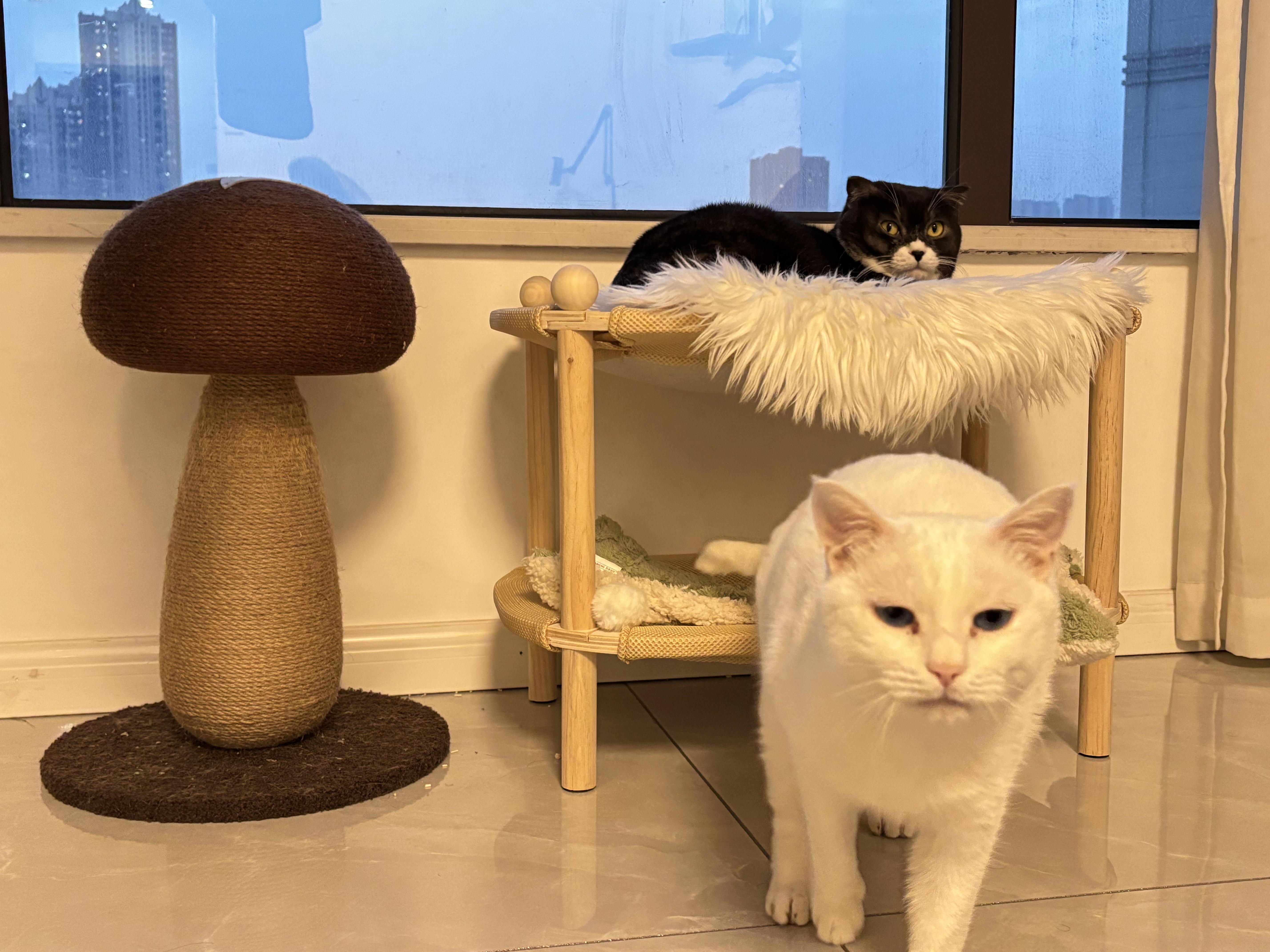 专家解析（胆小如鼠—一上一下）比喻什么动物