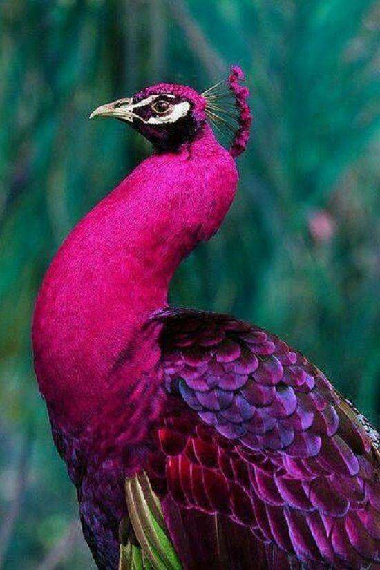 技术阐释:特码猜出是美人，蓝红开出生肖东猜动物