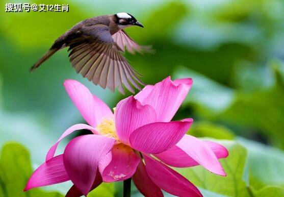 图文解析:风调雨顺指什么生肖