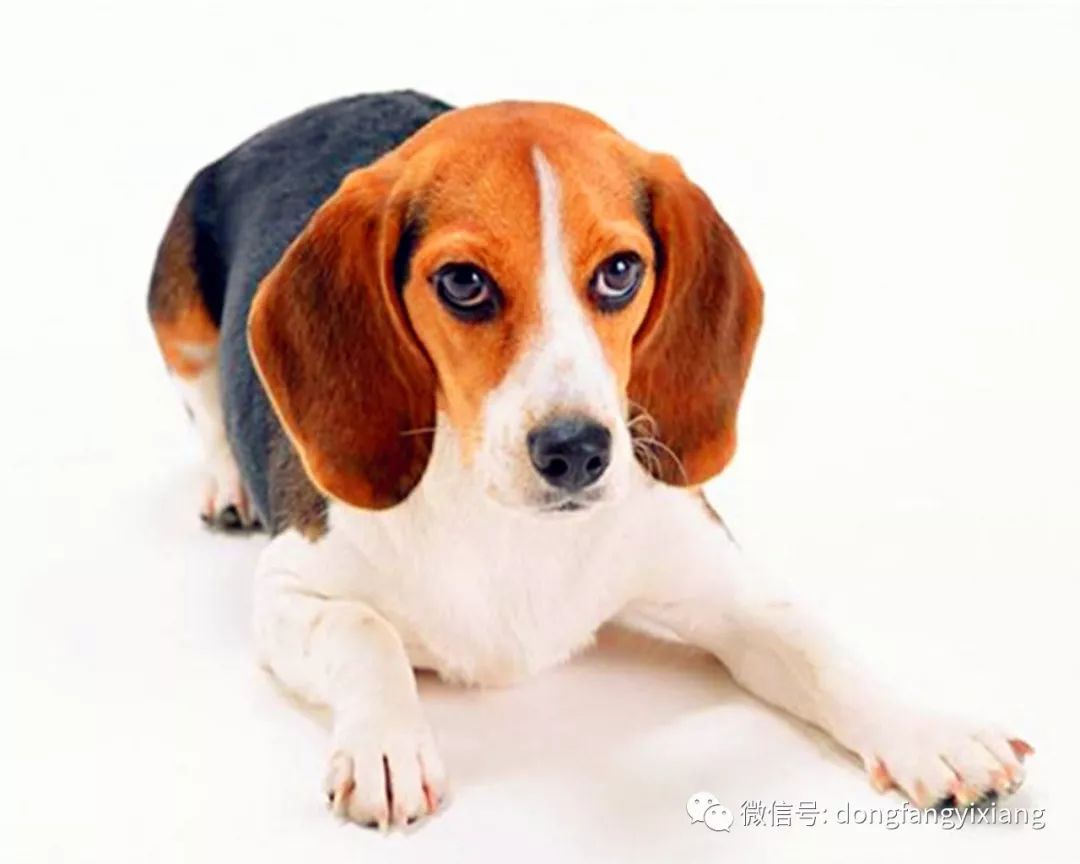 热点剖析:春风化雨润绿草，犬守家园夜不息猜一生肖