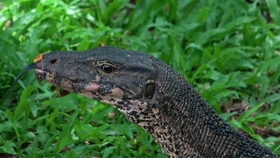 技术阐释:兔子飛奔報喜來，鼠應天機上下開打一准确动物