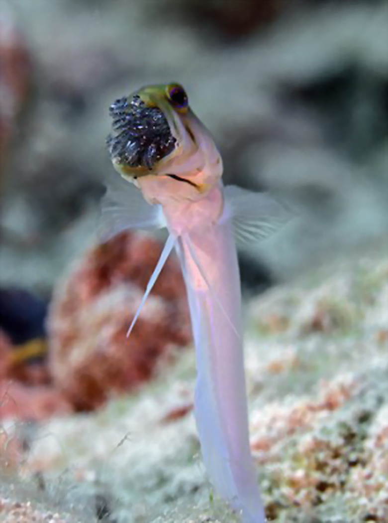 技术阐释:胎生卵孵口含毒，十七山色四五看指什么动物