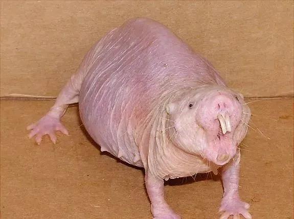 专家解析:但是羊虎加鸡猴，猪马万财鼠又来比喻什么动物