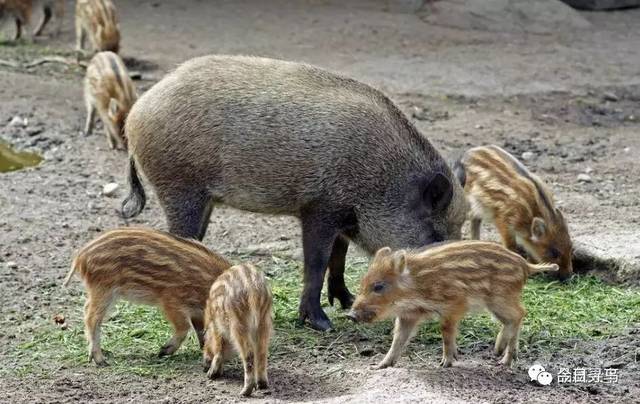 权威解读:家家户户指什么动物