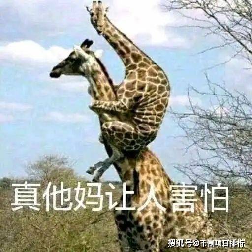 趋势研判:灿烂夺目打一准确动物