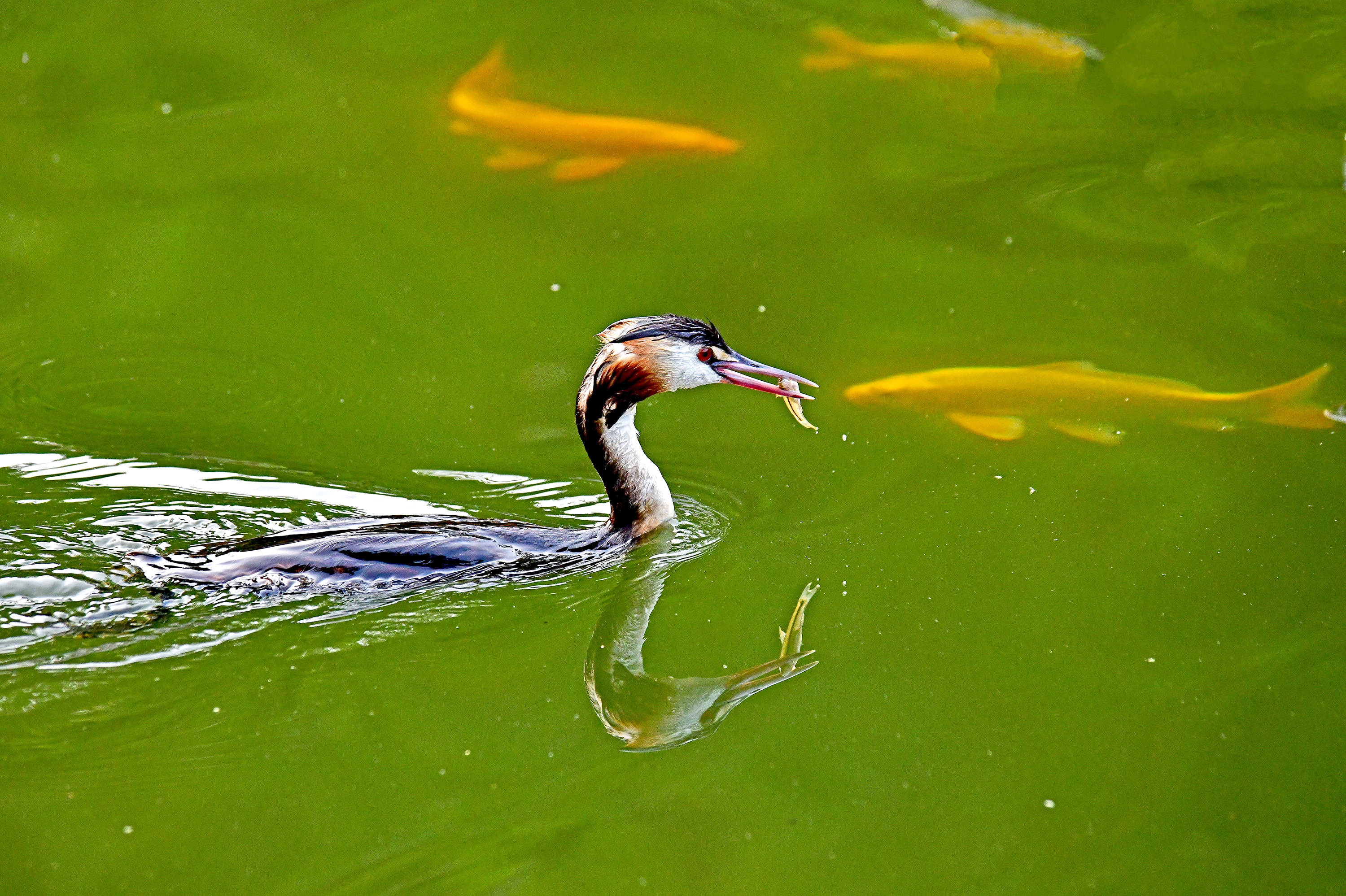 特讯:三径清风似水流打一最佳动物