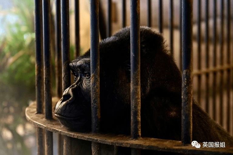 首发资讯:牵牛南渡象昭回，欲钱孤独的动物代表什么动物