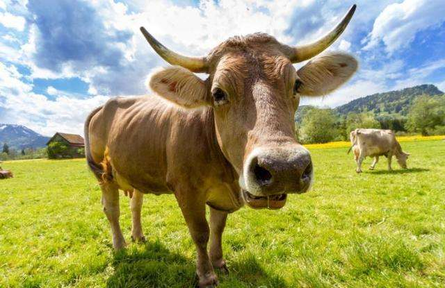 热点剖析:家家户户打一准确生肖动物