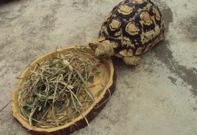 学术阐释:行善积德猜一准确动物