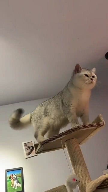 业内点评:高高在上本期动物