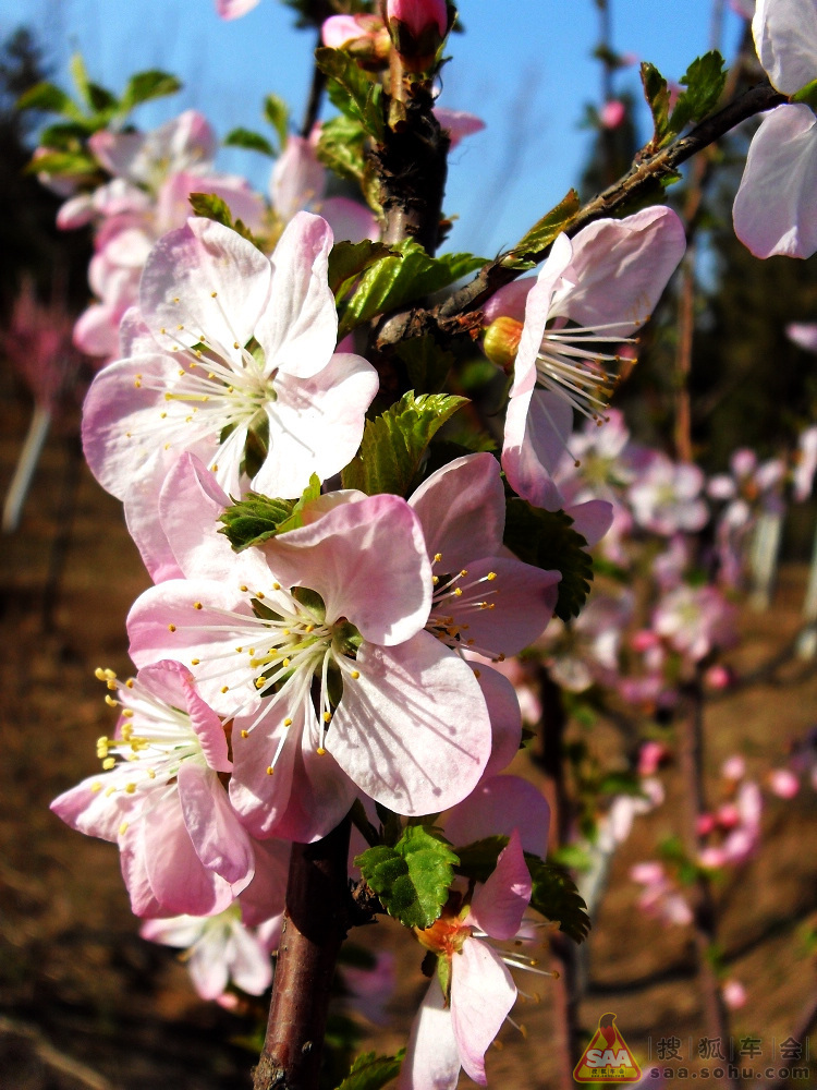 内幕披露:一年四季春为首，勤劳人家忙地头猜一生肖