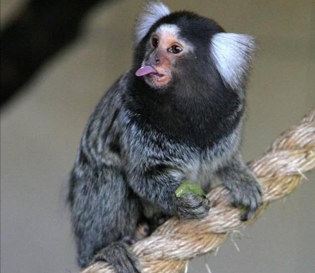 图文解析:本期五八有玄机，双数出来不稀奇打一动物谜底