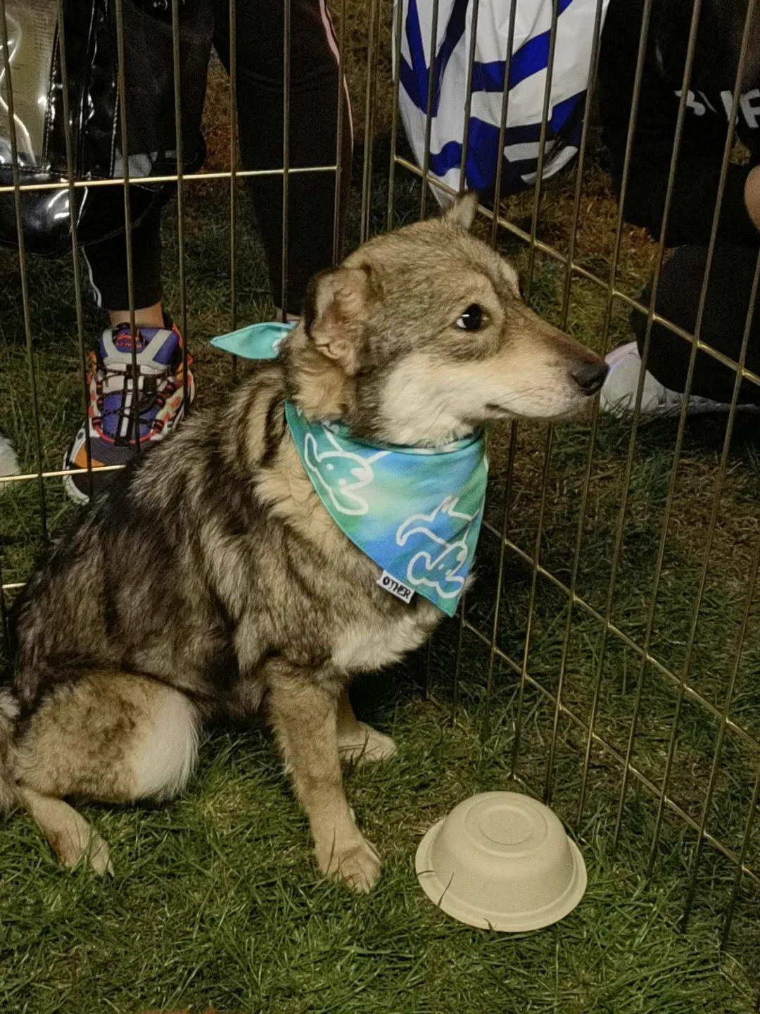 行家点评:四面楚歌代表什么动物