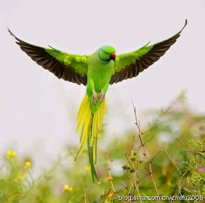 业内点评:草绿裙腰一道斜打一最佳动物