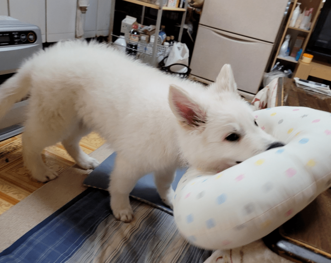 独家视点:找朋狗友的生肖猜数字