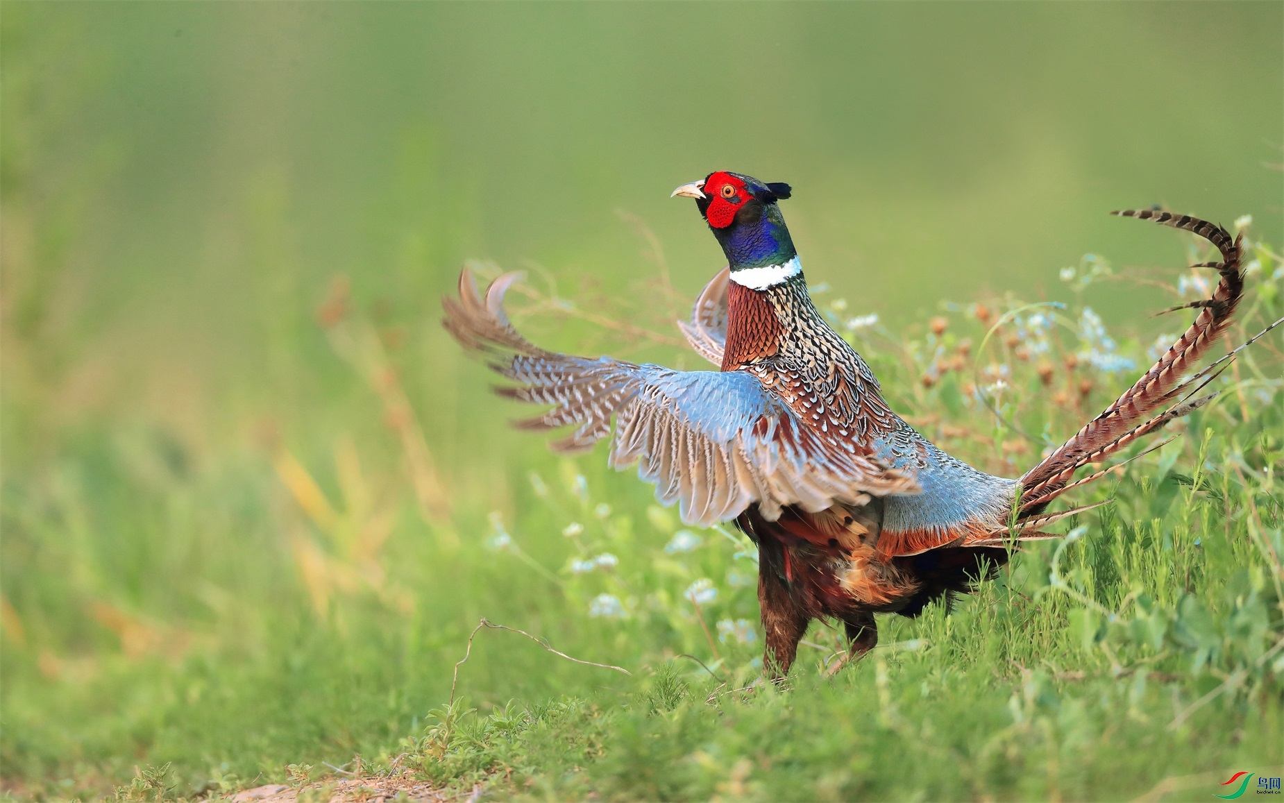 热点剖析（欲钱买花枝招展的动物）打一动物谜底