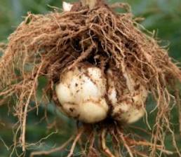 圈内解读:胎生卵孵口含毒，十七山色四五看猜一准确数字