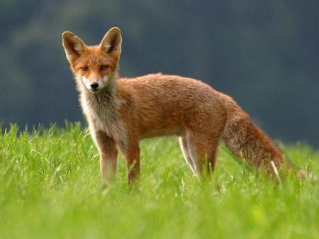 特讯（风回五两月逢三）比喻什么动物