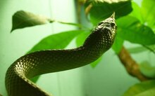 独家视点（买蛇输尽光，万里相逢歌怨咽。指什么生肖